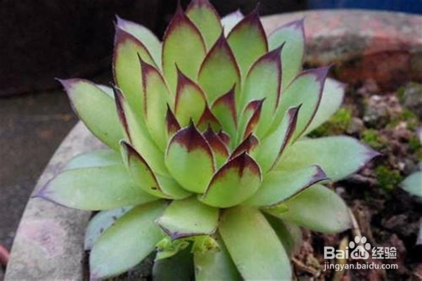 观音莲的养殖方法和注意事项都有哪些？