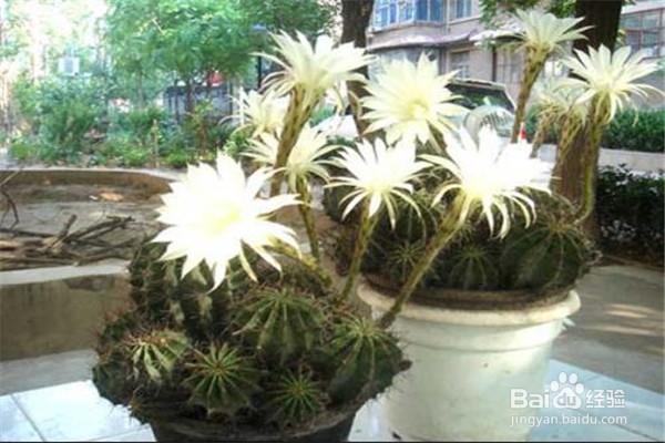 仙人掌的养殖方法和注意事项