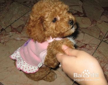 怎样科学喂养贵宾犬