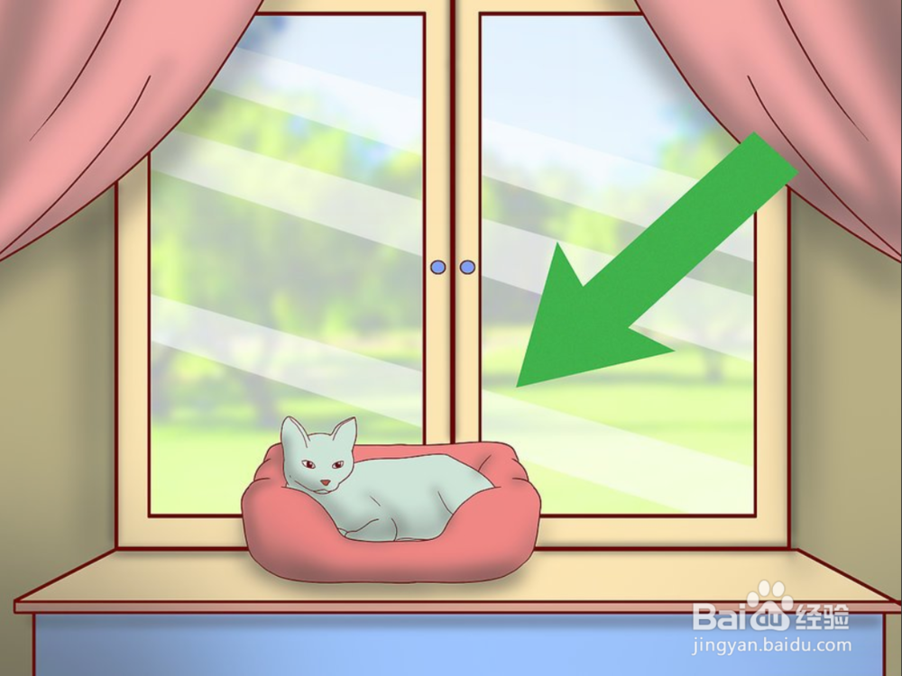 教你如何一只小猫开始养和注意事项有哪些?