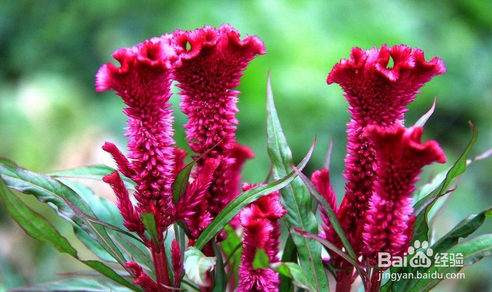 鸡冠花在日常生活中怎么进行养育