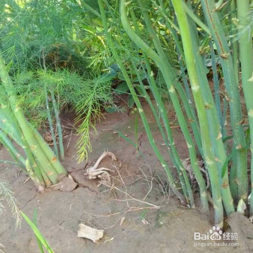 芦笋的培育方法和注意事项