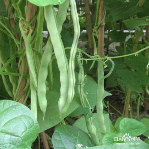 芸豆的培育方法和注意事项