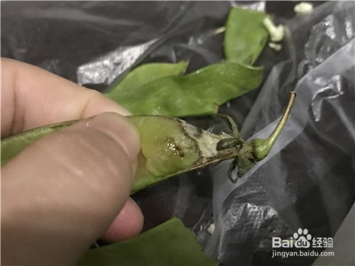 买荷兰豆时该如何挑选呢？