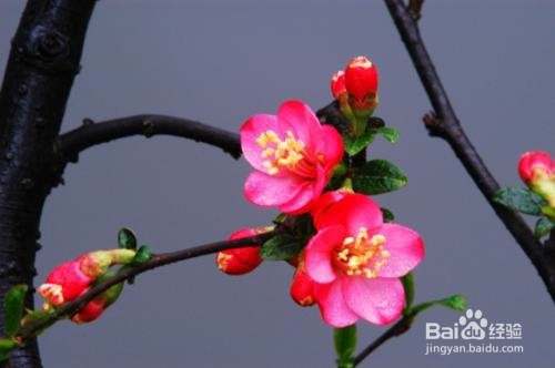 如何养好花？