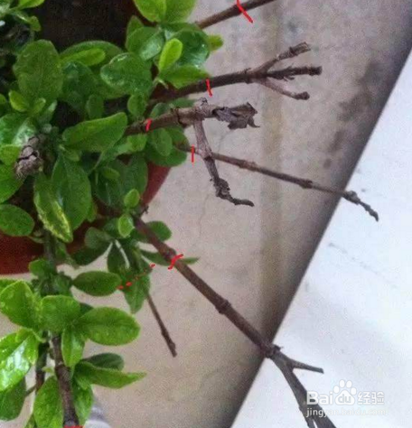 栀子花怎么修剪