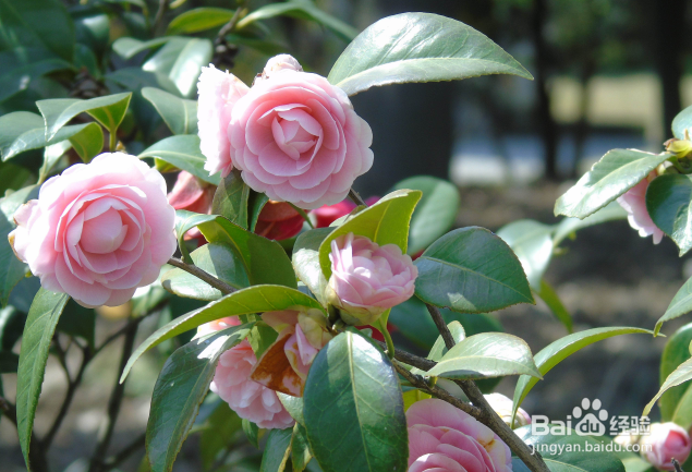 茶花修剪时间和方法