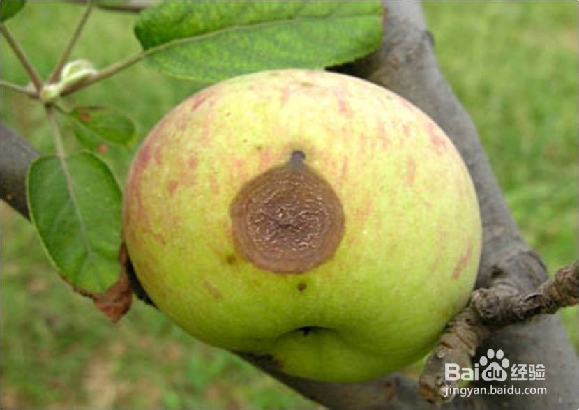 苹果炭疽病的防治方法