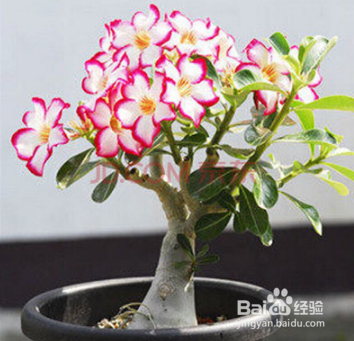 沙漠玫瑰的养殖方法