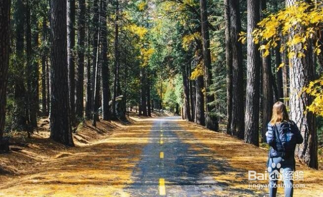 摄影创作中，如何通过构图突出主体？