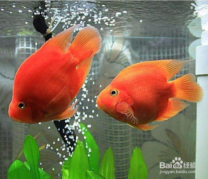财神鱼怎么养
