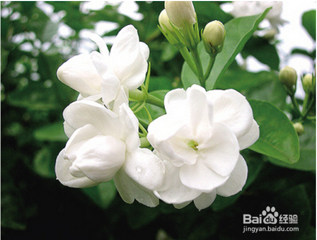 春夏季节清火的几种食物