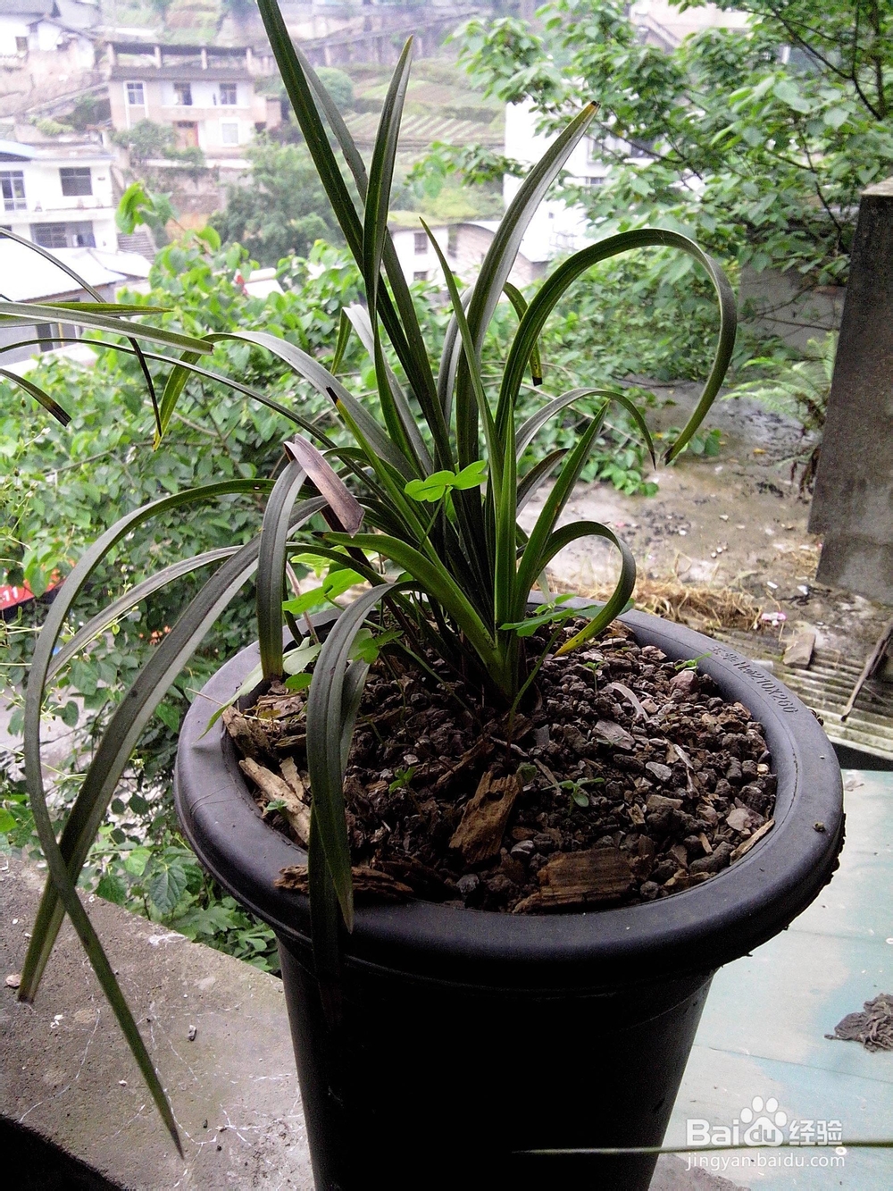 夏天怎样才能养好兰花
