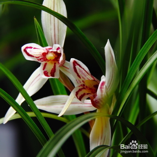 怎样养兰花才长的很好？