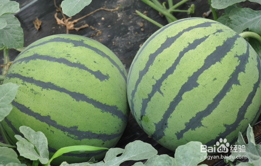 怎么挑选更甜的西瓜