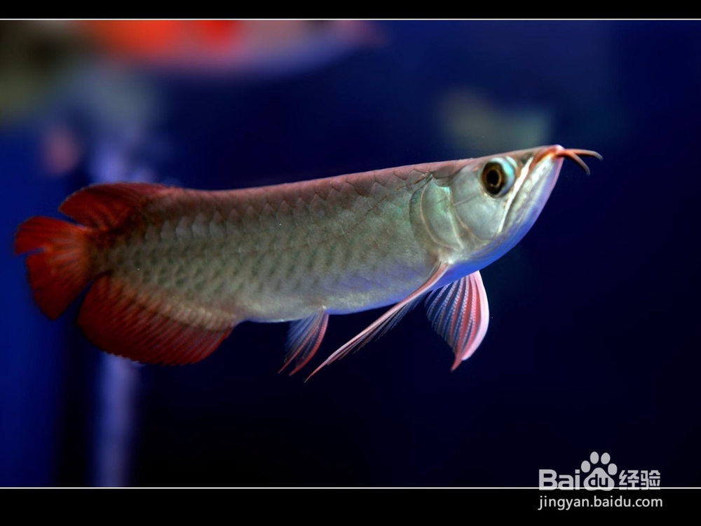 怎么购买具有较高价值的观赏鱼