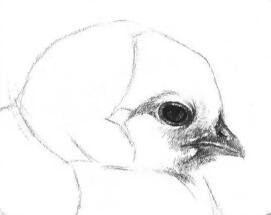 如何学习素描——素描小鸡的绘画教程
