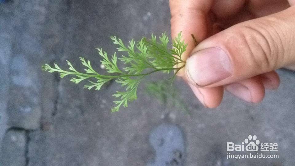 怎样用简单的食疗治好胃病