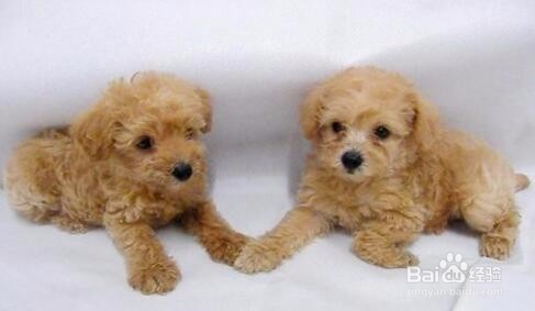 狗沐浴露怎么稀释