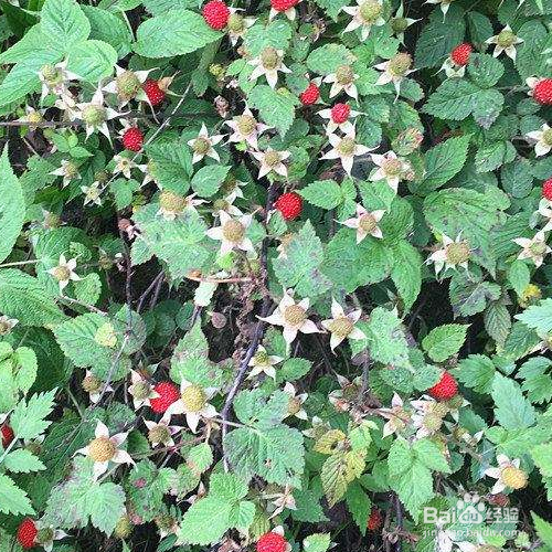 野草莓花的培育方法和注意事项