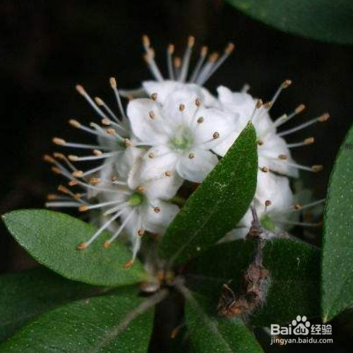 照山白的种植方法和注意事项