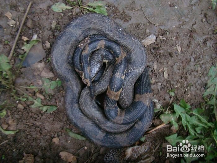 蛇冬天怎么休眠