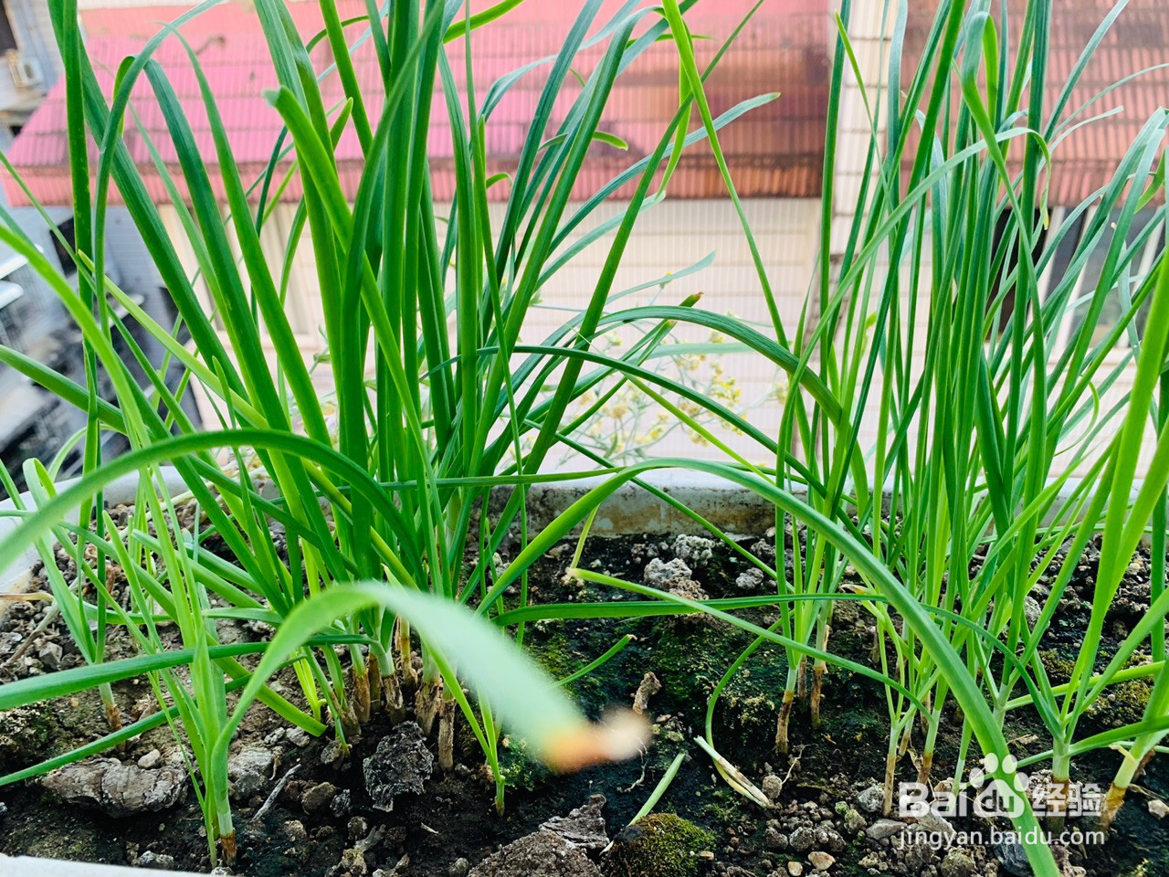 丝瓜炒腰花的做法