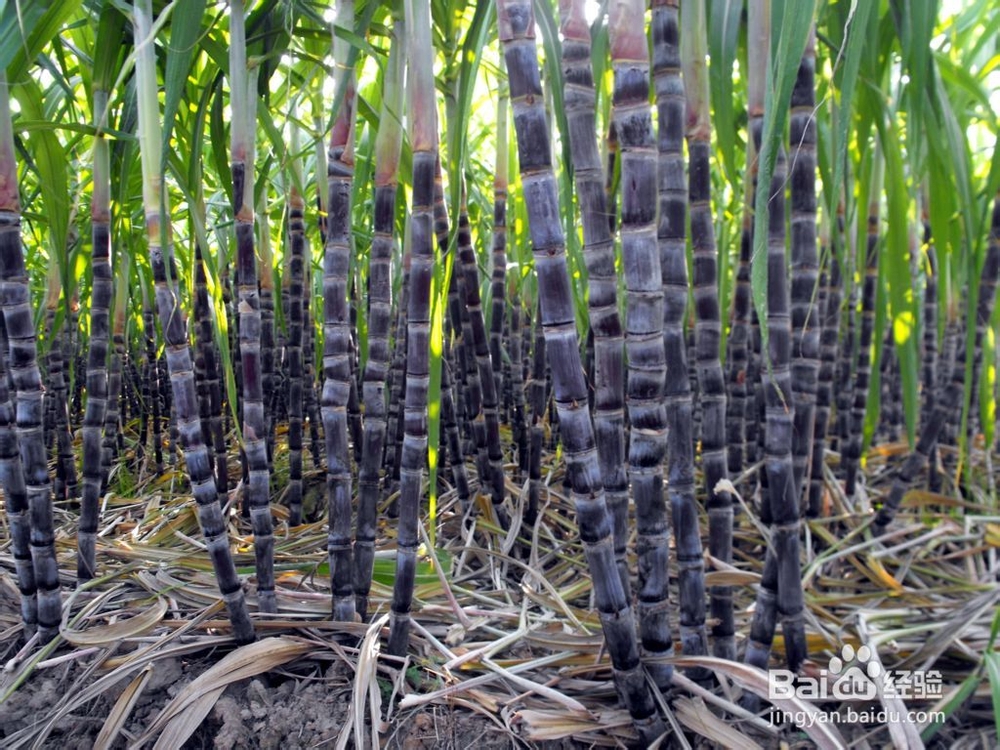 甘蔗的搭配宜忌有哪些