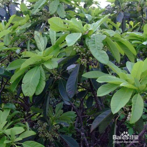 牛耳枫的培育方法和注意事项