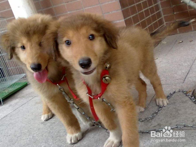 给你狗狗洗澡的美容师合格吗?