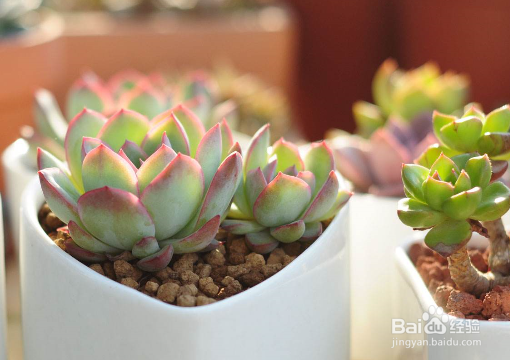 叶子变成珍珠粒，养多肉时如何让它“胖”起来？