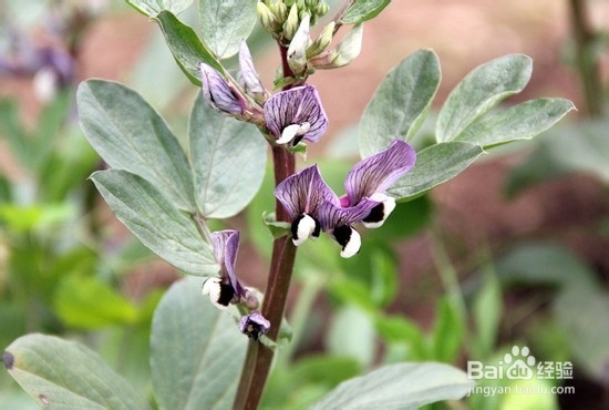 9种高血压饮食吃法