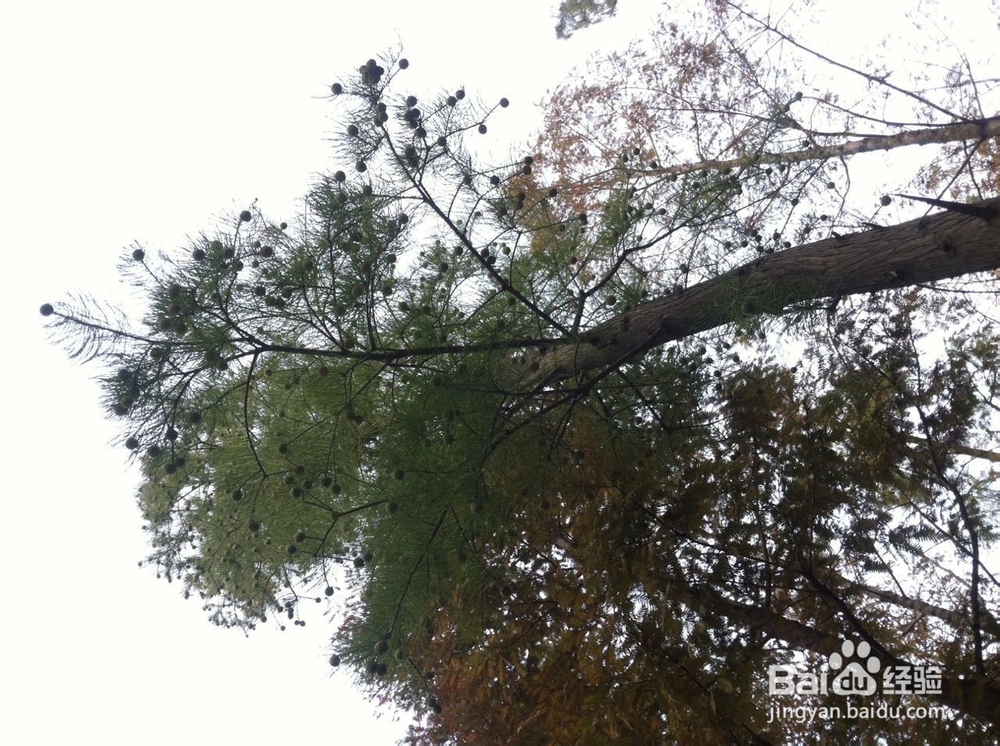 如何在冬季进行早锻炼，让心情愉悦