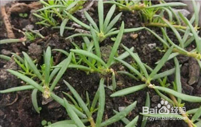 太阳花怎么修剪爆盆