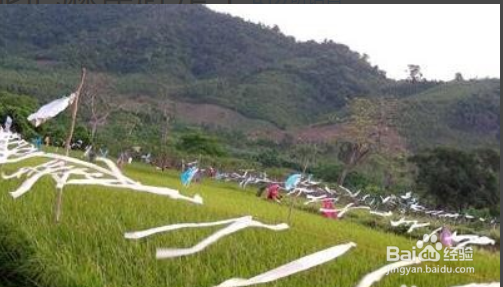 赶走麻雀的最佳办法