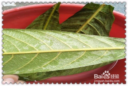 夏季止咳小妙招,枇杷叶冰糖雪梨怎么做