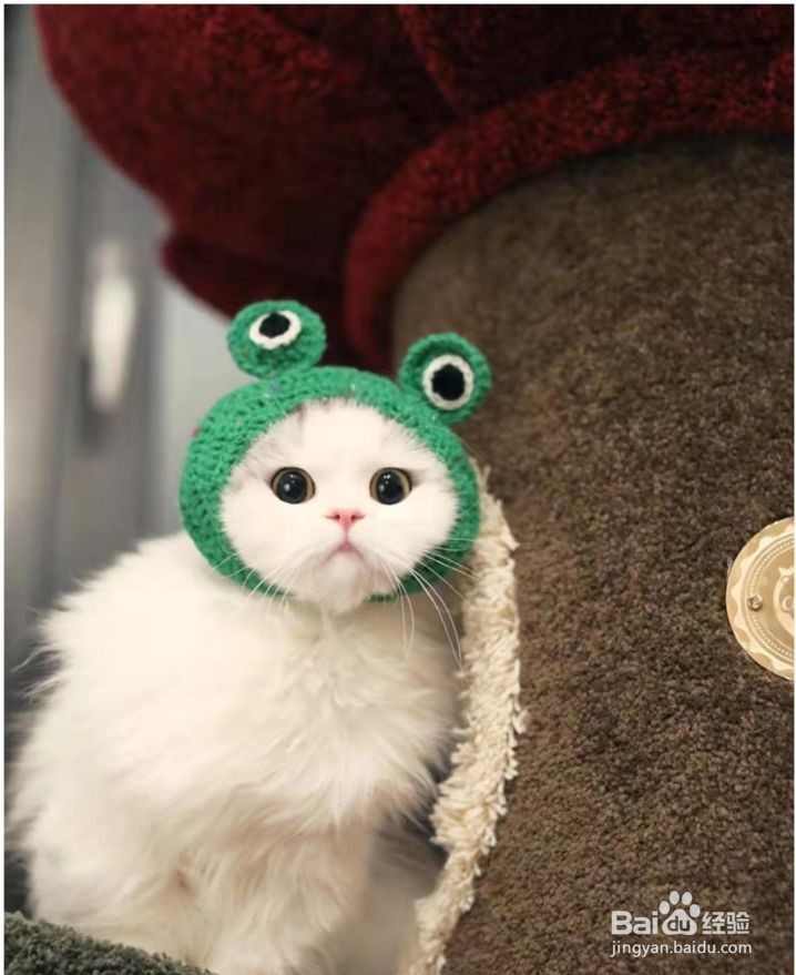 猫咪为什么经常呕吐呢？