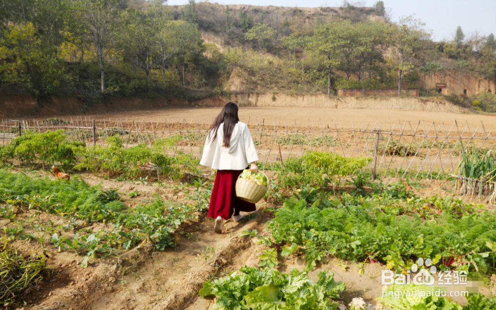 在农村如何增加收益