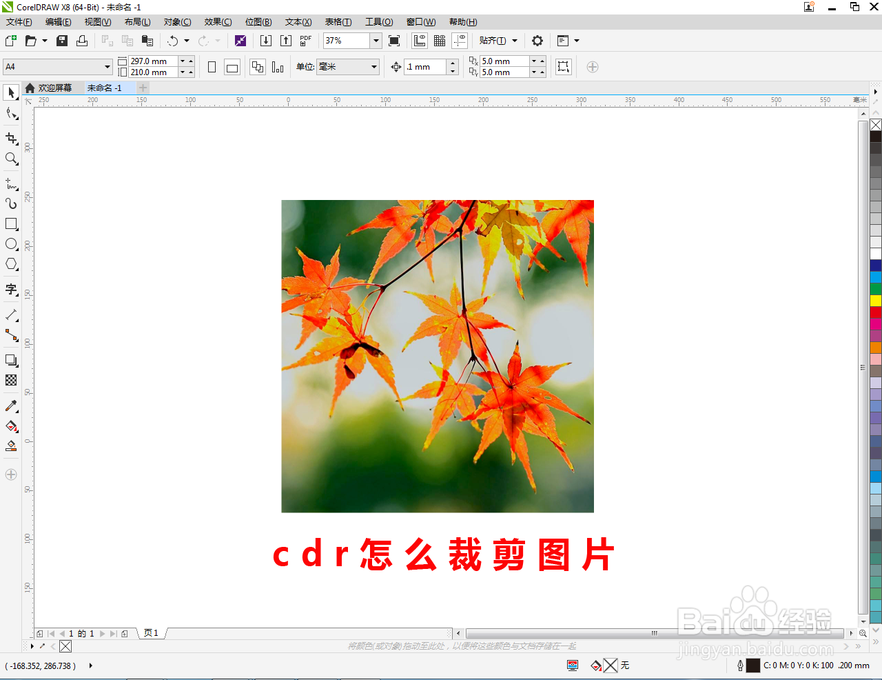 cdr怎么裁剪图片