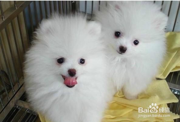 博美犬好养吗?快看——傲娇小公主养成记~