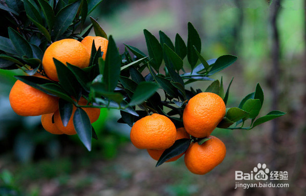 橘子五大禁忌