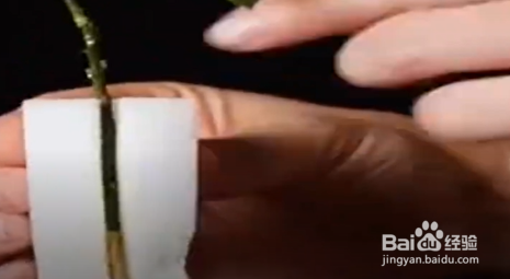 怎么利用家里的桔子种桔子树