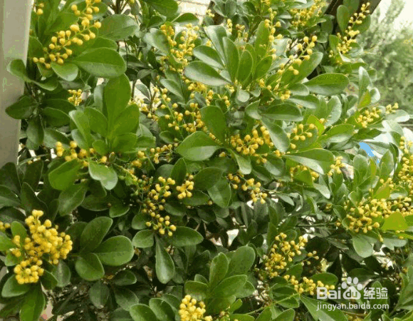 米兰花（四季米兰）的种植方法及价值