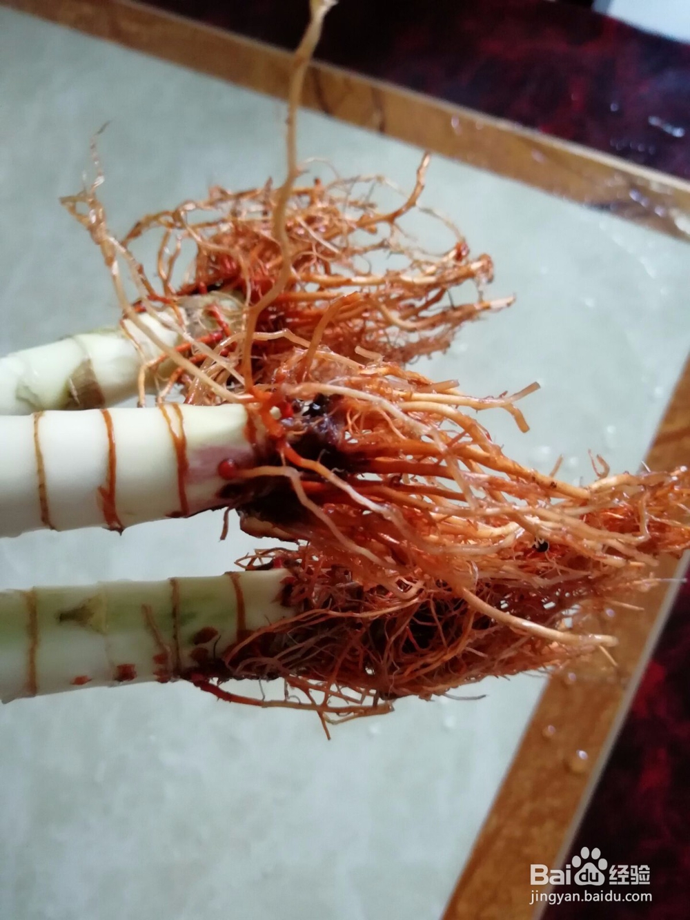 富贵竹的水养方法