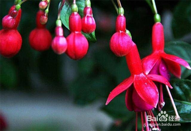 如何用淘米水浇花？