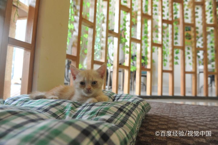 猫咪为什么怕黄瓜呢