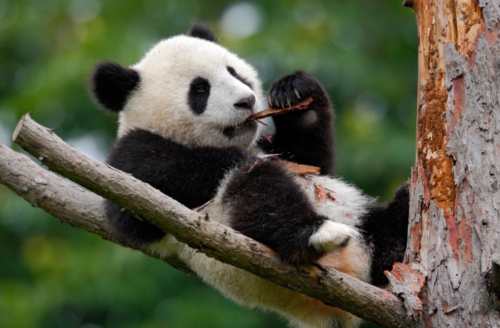 熊猫是猫科动物吗