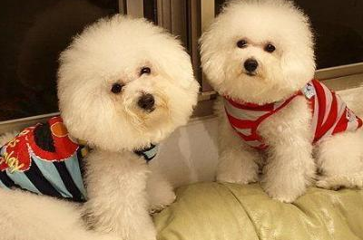 比熊犬有泪痕怎么办,如何改善比熊泪痕