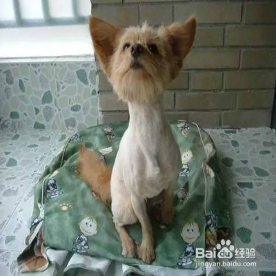 狗狗烫伤怎么办