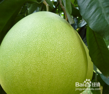 春季适合吃什么水果